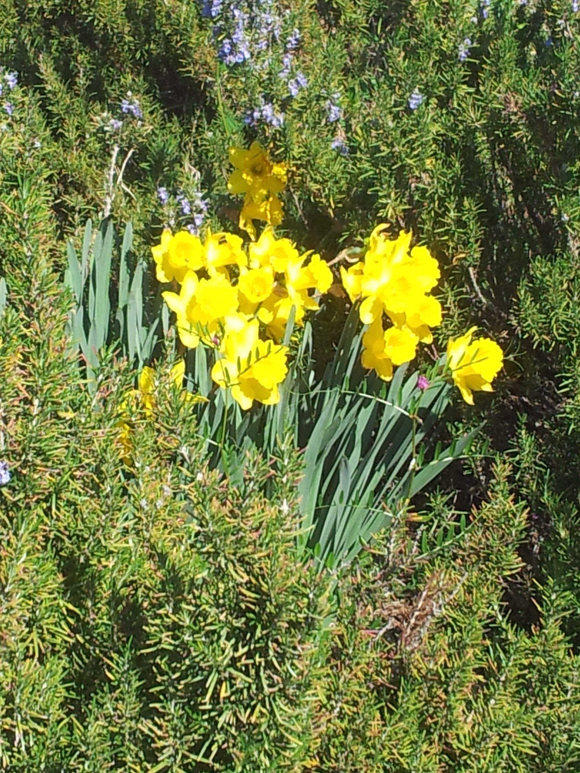 Daffodils